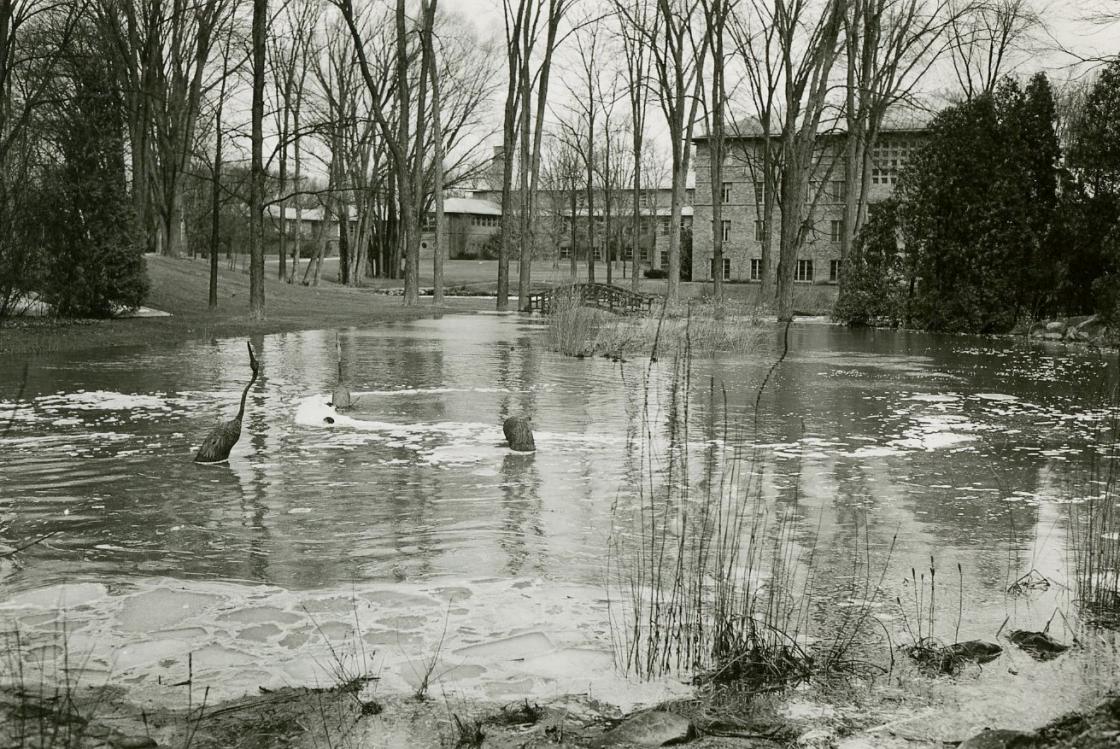 Flooding of Japanese Garden, 1957