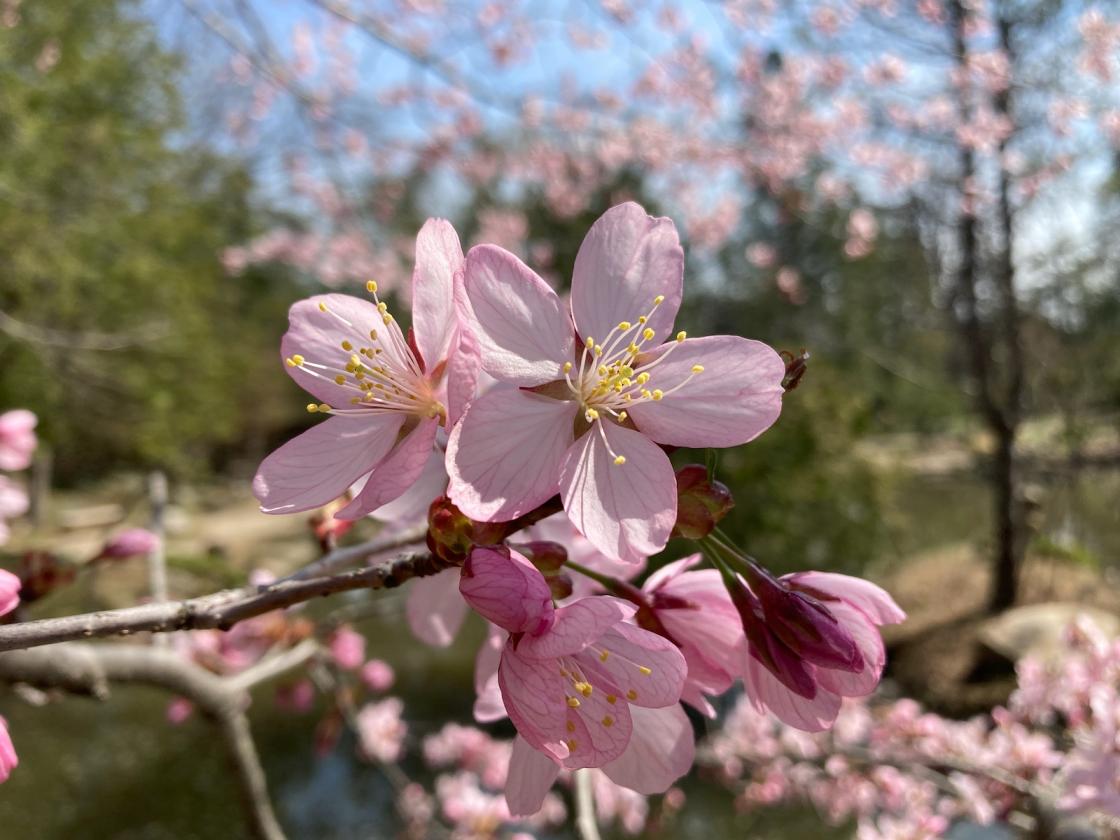 japanese water garden with cherry blossoms