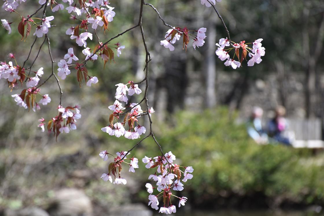Closeup photograph of a Japanese Cherry Tree in the Japanese Garden at Cranbrook House & Gardens, April 2019.
