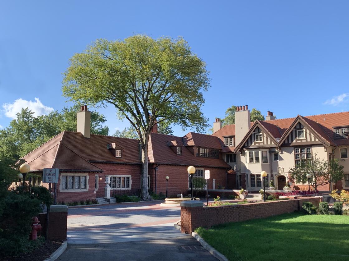 Elm tree in Cranbrook House Courtyard