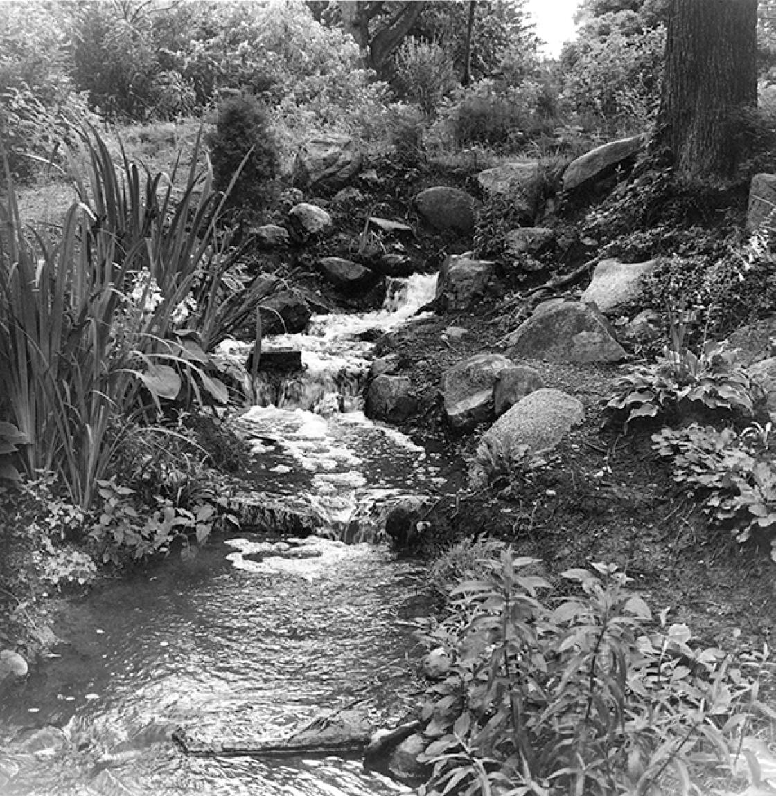 Photograph of the rebuilt Lily Pond Cascade with Hosta Collection, 1976.