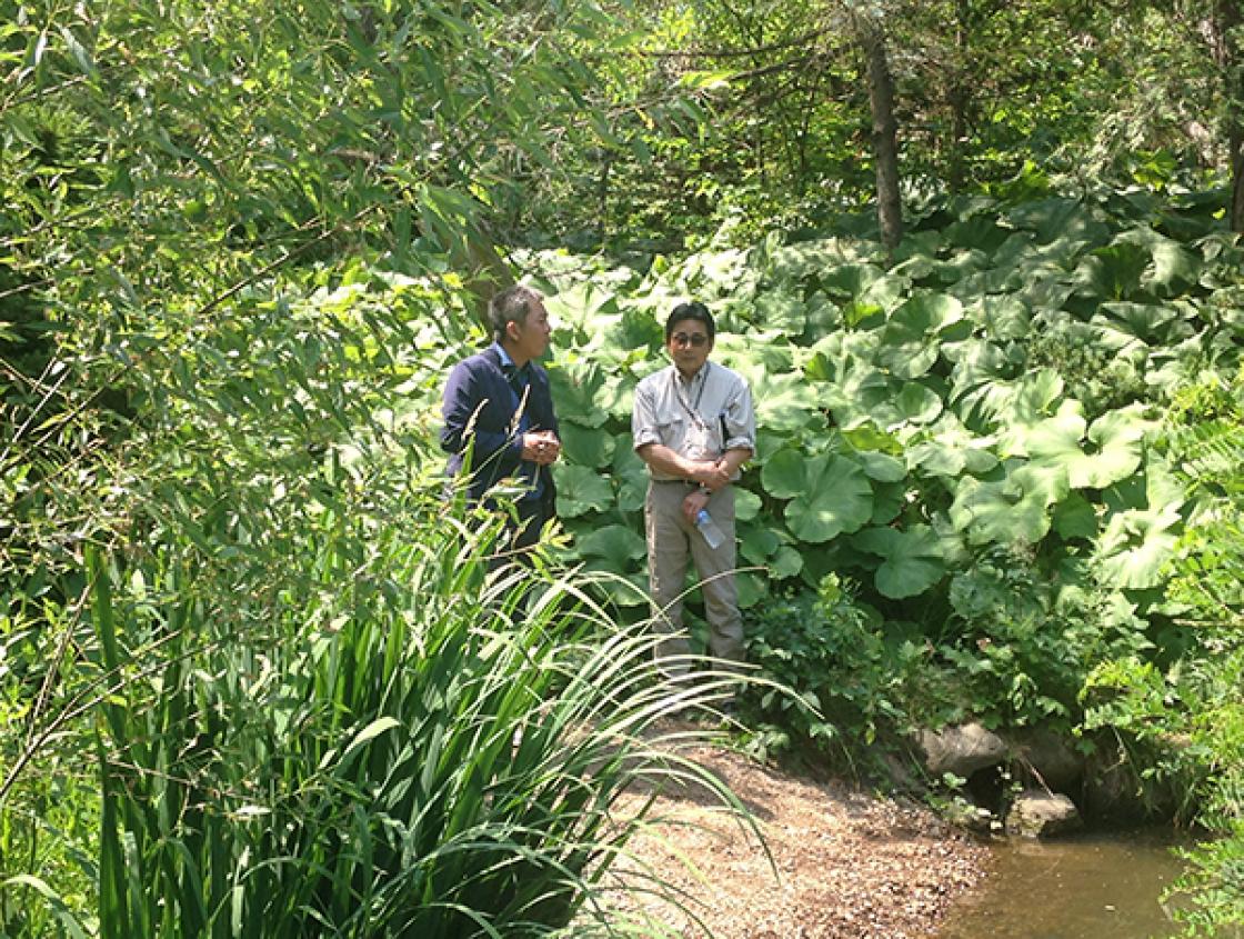 Photograph of Yasumasa Imada (Japan Federation of Landscape Contractors) and Sadafumi Uchiyama (Portland Japanese Garden) Standing at the Bottom of the Lily Pond Cascade Before Rehabilitation with Fast-Growing Butterbur Behind Them, July 13, 2018. Photogr