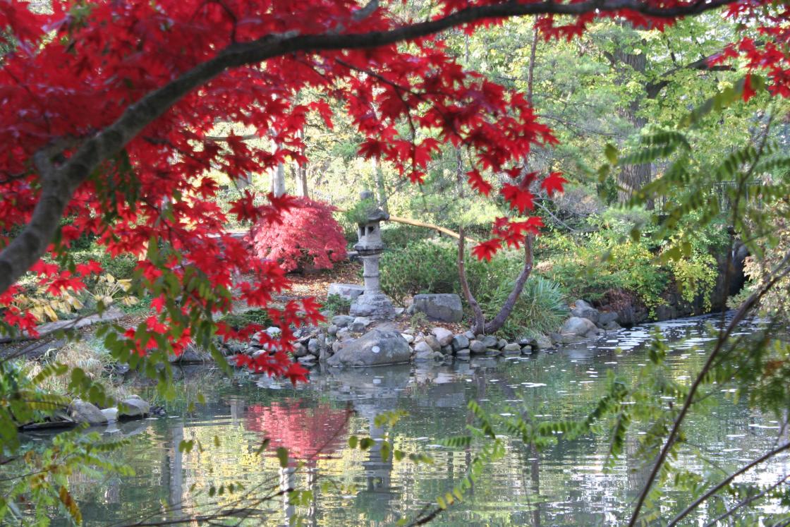 Japanese Garden at Cranbrook, 2016